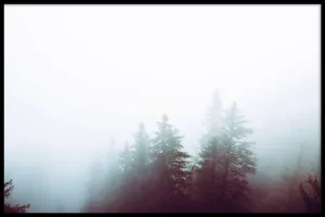 Foggy Woods